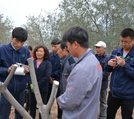 公司從產(chǎn)業(yè)鏈起始端著手，引進(jìn)良種優(yōu)苗，繁育基地苗圃，優(yōu)化樹(shù)種，以?xún)?yōu)質(zhì)的橄欖樹(shù)苗為生產(chǎn)特級(jí)初榨橄欖油提供基礎(chǔ)保障。在以自建萬(wàn)畝國(guó)家標(biāo)準(zhǔn)化油橄欖..